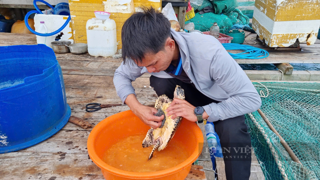 Đi vớt rác ngoài lồng nuôi, ngư dân Quảng Ngãi phát hiện động vật có tên trong sách đỏ - Ảnh 2.